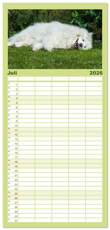 Produktbild: Familienplaner 2026 - Der Samojede - Sch&ouml;nheit des Nordens mit 5 Spalten (Wandkalender, 21 x 45 cm) CALVENDO