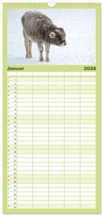 Produktbild: Familienplaner 2026 - Die Kuh macht Muuuh! mit 5 Spalten (Wandkalender, 21 x 45 cm) CALVENDO