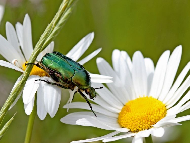 Produktbild: CALVENDO Puzzle Rosenk&auml;fer (Cetonia aurata) auf Margeritenbl&uuml;ten | 1000 Teile Lege-Gr&ouml;&szlig;e 64x48cm Foto-Puzzle f&uuml;r gl&uuml;ckliche Stunden