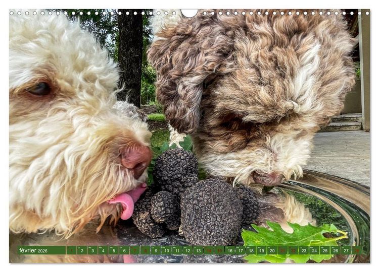 Produktbild: Tr&eacute;sors de truffes fran&ccedil;aises (Calendrier mural 2026 DIN A3 vertical), CALVENDO calendrier mensuel