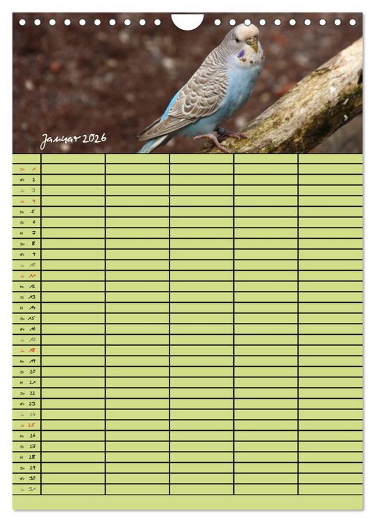 Produktbild: Der Wellensittich-Familienplaner (Wandkalender 2026 DIN A4 hoch), CALVENDO Monatskalender