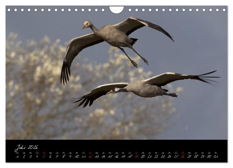 Produktbild: Kraniche - V&ouml;gel des Gl&uuml;cks (Wandkalender 2026 DIN A4 quer), CALVENDO Monatskalender