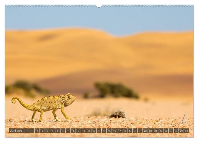 Produktbild: Wildes Namibia (Wandkalender 2026 DIN A2 quer), CALVENDO Monatskalender
