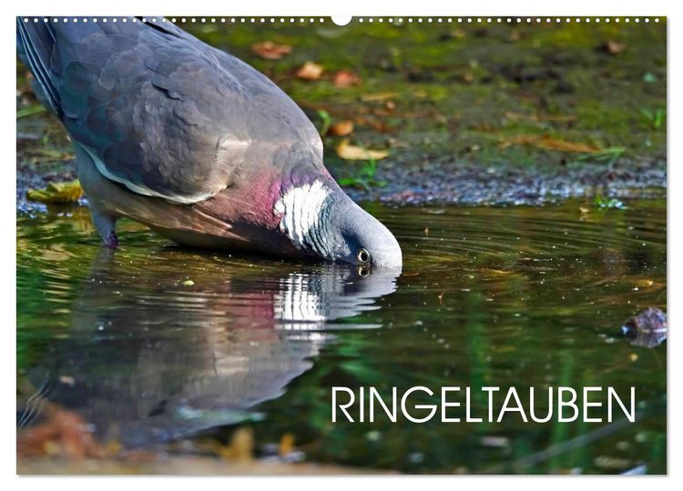 Produktbild: Ringeltauben (Wandkalender 2026 DIN A2 quer), CALVENDO Monatskalender