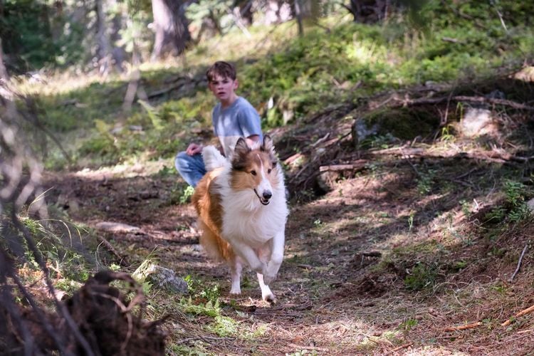 Produktbild: Lassie - Ein neues Abenteuer