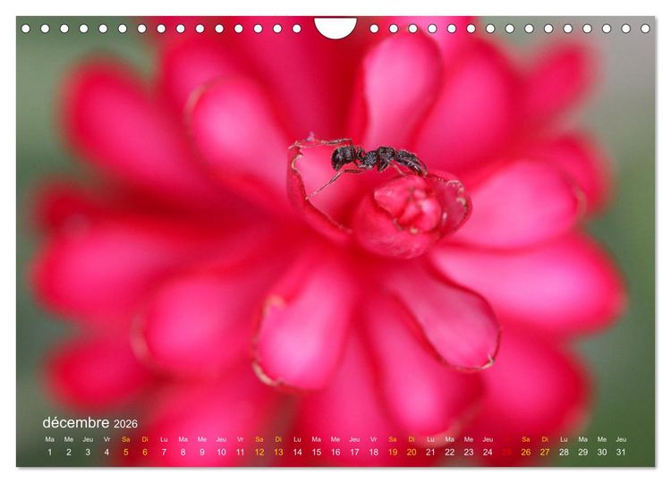 Produktbild: Au c&oelig;ur d&rsquo;une nature color&eacute;e (Calendrier mural 2026 DIN A4 vertical), CALVENDO calendrier mensuel