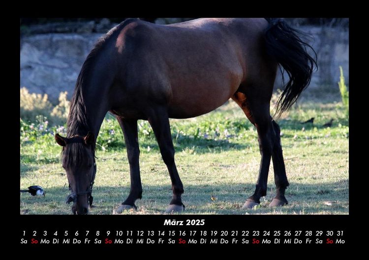 Produktbild: Pferde Kalender 2025 Fotokalender DIN A3