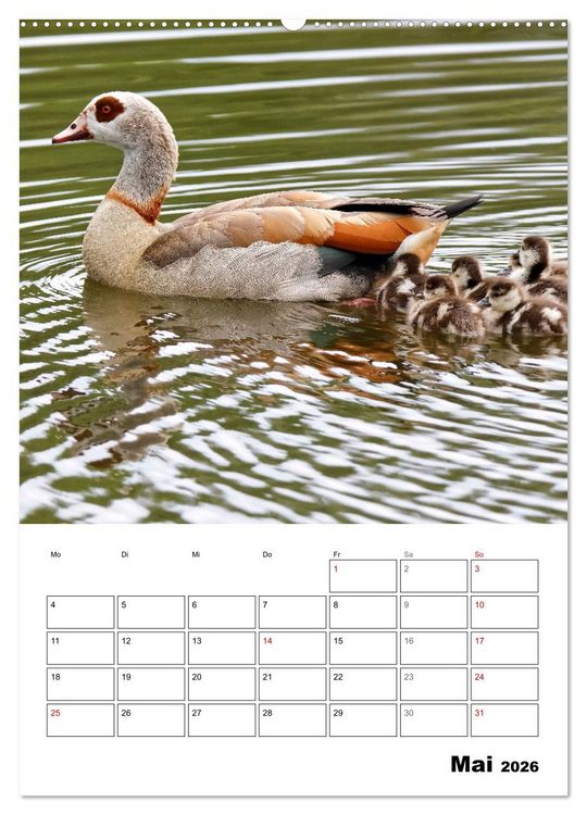 Produktbild: G&auml;nse, geliebte Wasserv&ouml;gel (hochwertiger Premium Wandkalender 2026 DIN A2 hoch), Kunstdruck in Hochglanz