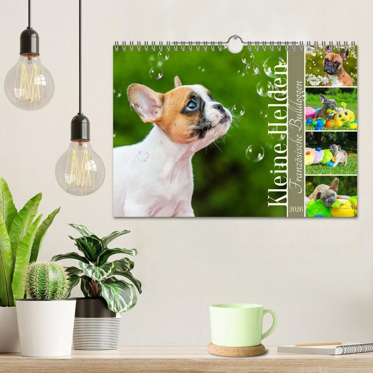 Produktbild: Kleine Helden - Franz&ouml;sische Bulldoggen (Wandkalender 2026 DIN A4 quer), CALVENDO Monatskalender