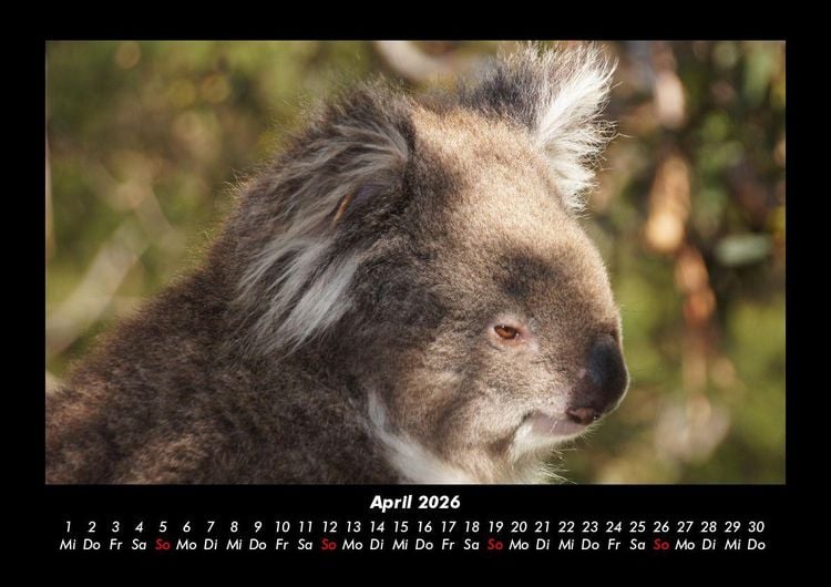 Produktbild: Koala 2026 Fotokalender DIN A3