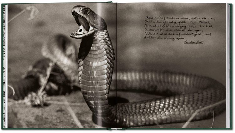 Produktbild: Peter Beard