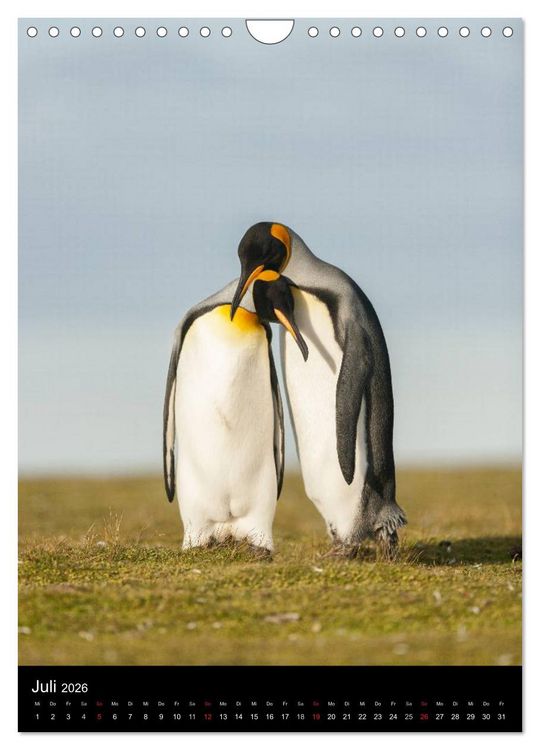 Produktbild: Pinguine - Wackeln im Thermo-Frack (Wandkalender 2026 DIN A4 hoch), CALVENDO Monatskalender