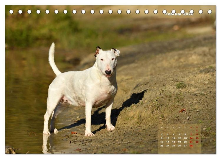 Produktbild: Bullterrier 2026 Frech und fr&ouml;hlich durch das Jahr (Tischkalender 2026 DIN A5 quer), CALVENDO Monatskalender