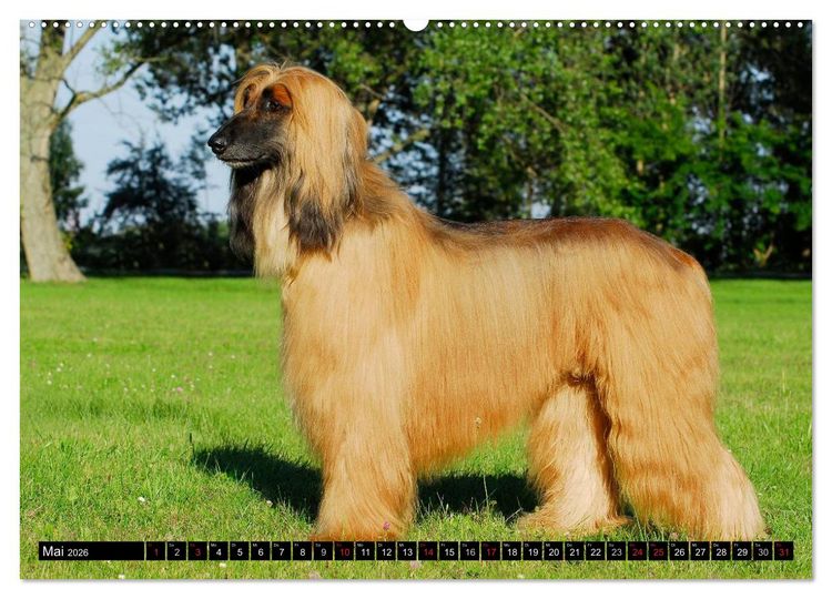 Produktbild: Kinder des Windes - Afghanischer Windhund (hochwertiger Premium Wandkalender 2026 DIN A2 quer), Kunstdruck in Hochglanz