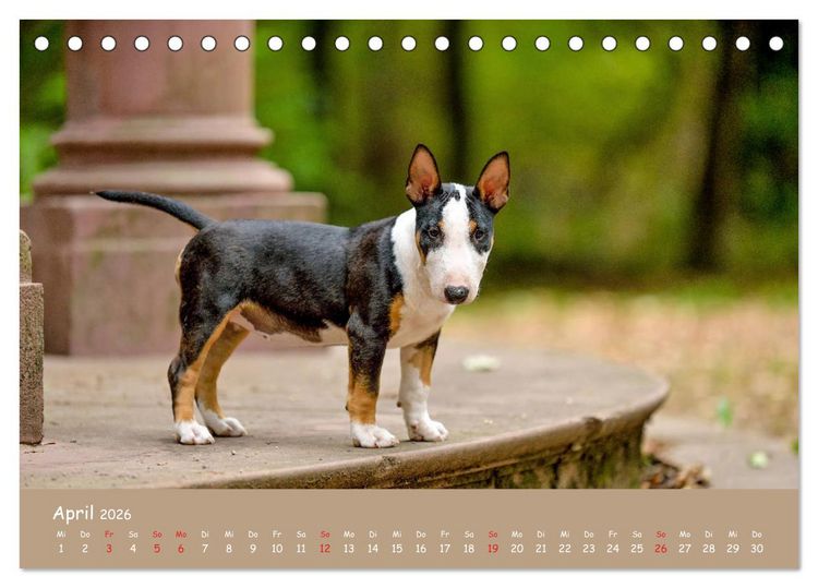 Produktbild: Einmal Bullterrier - immer Bullterrier (Tischkalender 2026 DIN A5 quer), CALVENDO Monatskalender