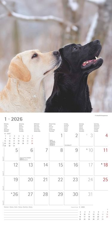 Produktbild: Labrador Retriever 2026 - Broschürenkalender 30x30 cm (30x60 geöffnet) - Kalende