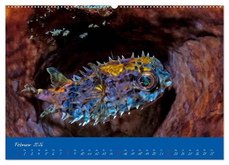 Produktbild: Meer sehen - Abenteuer Tauchen (Wandkalender 2026 DIN A2 quer), CALVENDO Monatskalender