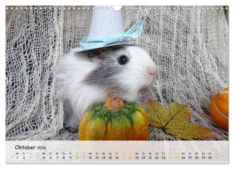 Produktbild: Meerschweinchen 2026 - bezaubernd, hinrei&szlig;end, entz&uuml;ckend (Wandkalender 2026 DIN A3 quer), CALVENDO Monatskalender