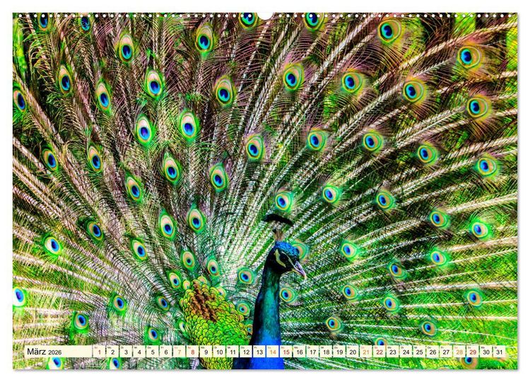 Produktbild: Sch&ouml;ner Pfau (hochwertiger Premium Wandkalender 2026 DIN A2 quer), Kunstdruck in Hochglanz
