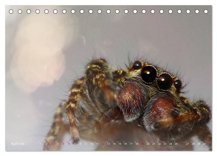 Produktbild: ui - Spinne. Kleine Spinnen - gro&szlig; im Bild (Tischkalender 2026 DIN A5 quer), CALVENDO Monatskalender