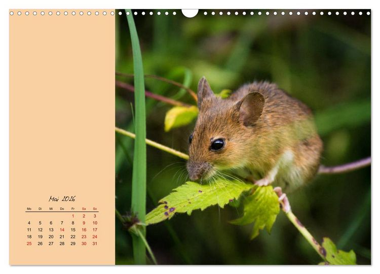 Produktbild: Mausige Zeiten! Putzige Gesellen mit Knopfaugen (Wandkalender 2026 DIN A3 quer), CALVENDO Monatskalender