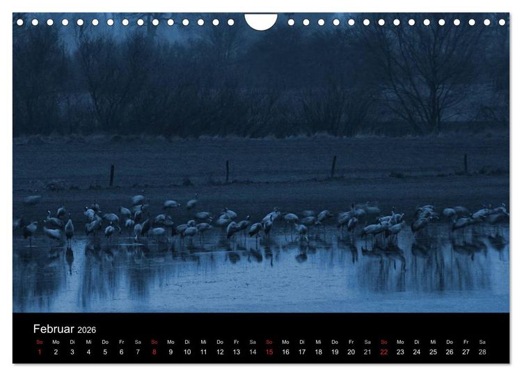 Produktbild: Kraniche (Wandkalender 2026 DIN A4 quer), CALVENDO Monatskalender