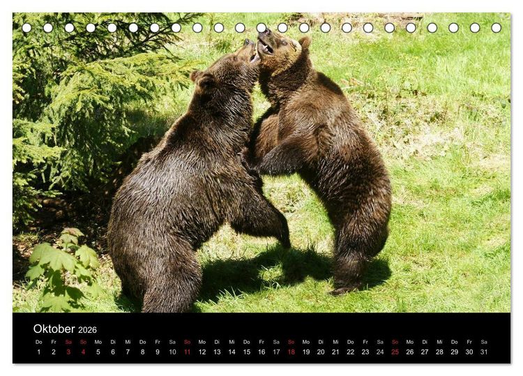 Produktbild: B&auml;ren im Nationalpark Bayerischer Wald (Tischkalender 2026 DIN A5 quer), CALVENDO Monatskalender