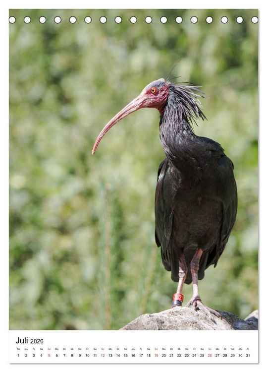 Produktbild: Der Waldrapp - Der etwas andere Vogel (Tischkalender 2026 DIN A5 hoch), CALVENDO Monatskalender