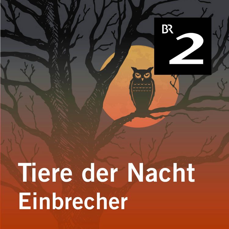 Produktbild: Tiere der Nacht: Einbrecher