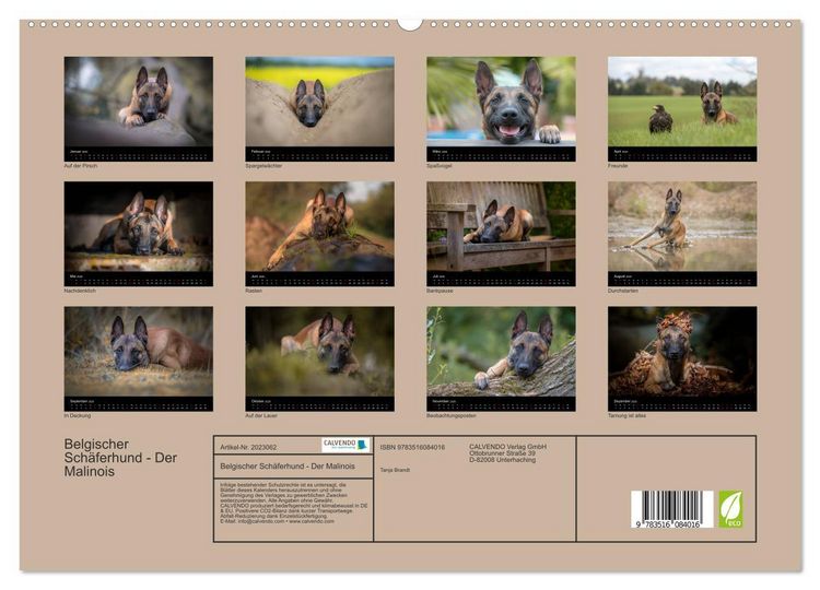 Produktbild: Belgischer Sch&auml;ferhund - Der Malinois (hochwertiger Premium Wandkalender 2026 DIN A2 quer), Kunstdruck in Hochglanz