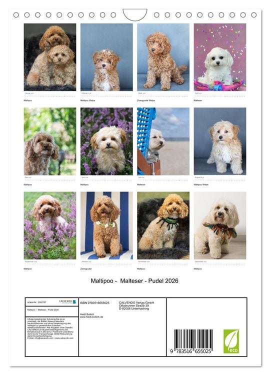 Produktbild: Maltipoo - Malteser - Pudel 2026 (Wandkalender 2026 DIN A4 hoch), CALVENDO Monatskalender