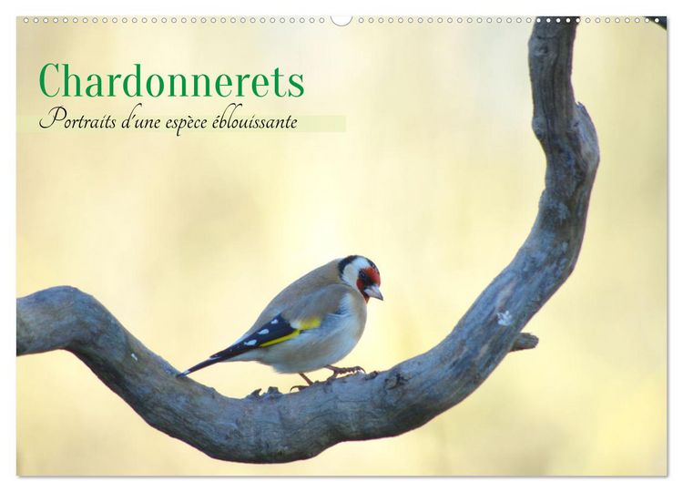 Produktbild: Chardonnerets - Portraits d'une esp&egrave;ce &eacute;blouissante (Calendrier mural 2026 DIN A2 vertical), CALVENDO calendrier mensuel
