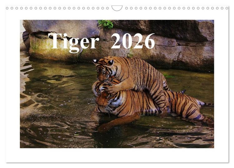 Produktbild: Tiger 2026 (Wandkalender 2026 DIN A3 quer), CALVENDO Monatskalender
