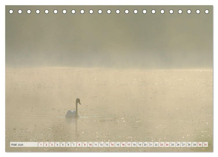 Produktbild: Oiseaux libres et sauvages (Calendrier de bureau 2026 DIN A5 vertical), CALVENDO calendrier mensuel