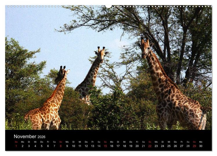 Produktbild: Abenteuer Afrika (hochwertiger Premium Wandkalender 2026 DIN A2 quer), Kunstdruck in Hochglanz