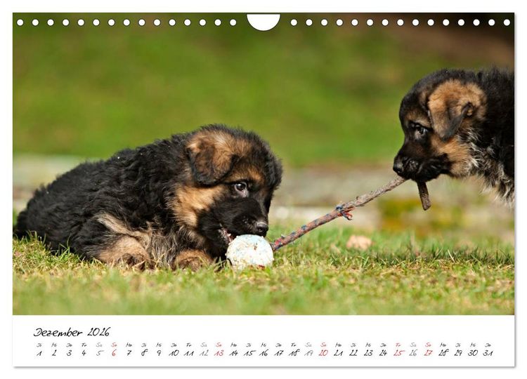 Produktbild: Deutscher Sch&auml;ferhund - Welpen / CH-Version (Wandkalender 2026 DIN A4 quer), CALVENDO Monatskalender