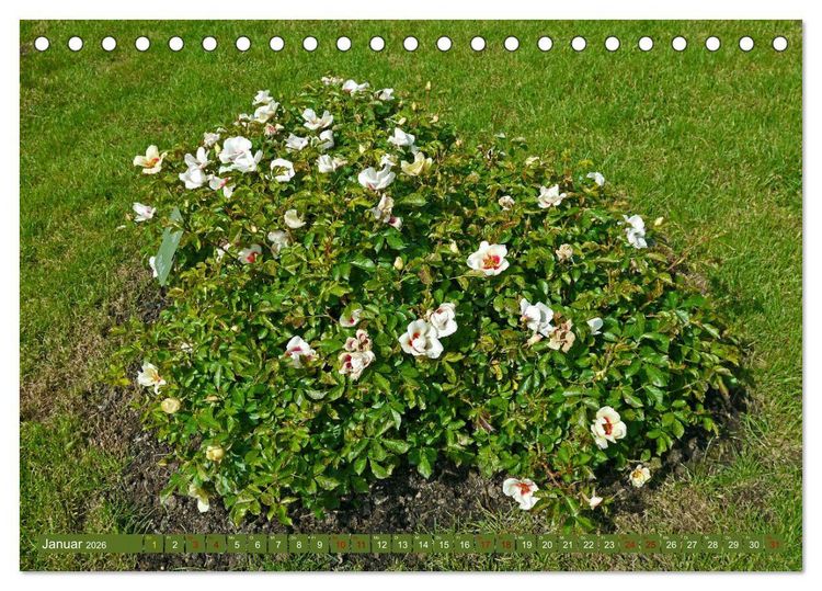 Produktbild: Rosengarten auf dem Beutig (Tischkalender 2026 DIN A5 quer), CALVENDO Monatskalender
