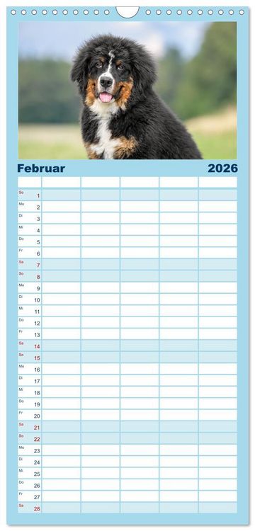Produktbild: Familienplaner 2026 - Berner Sennenhunde - Faszinierende Herzensbrecher mit 5 Spalten (Wandkalender, 21 x 45 cm) CALVENDO