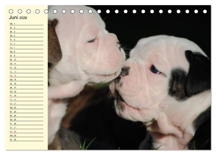 Produktbild: Bulldoggen-Moppelchen (Tischkalender 2026 DIN A5 quer), CALVENDO Monatskalender
