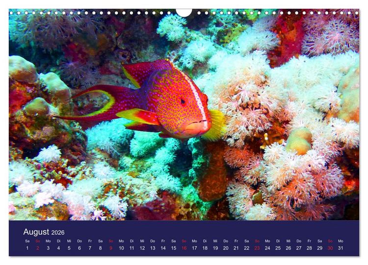 Produktbild: Wunderwelt Korallenriffe (Wandkalender 2026 DIN A3 quer), CALVENDO Monatskalender
