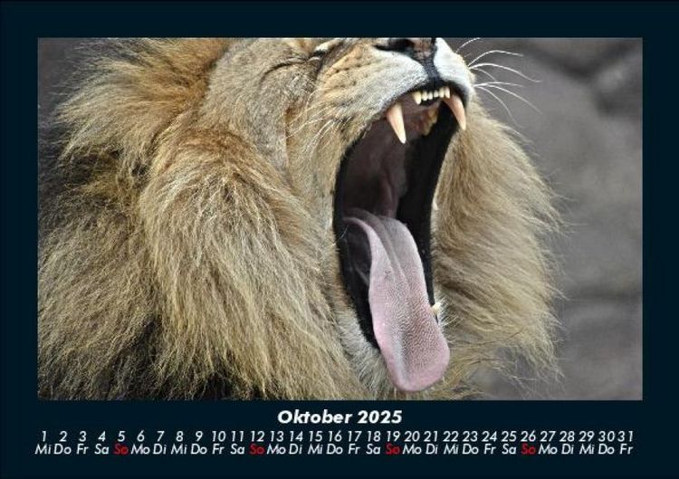 Produktbild: L&ouml;wen in der Wildnis 2025 Fotokalender DIN A5