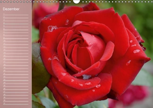 Produktbild: Zarte Sch&ouml;nheiten - Rosen (Wandkalender immerw&auml;hrend DIN A3 quer)