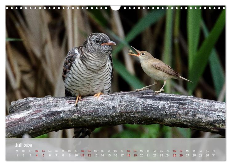 Produktbild: Kuckuck,Kuckuck,rufts aus dem Wald (Wandkalender 2026 DIN A3 quer), CALVENDO Monatskalender