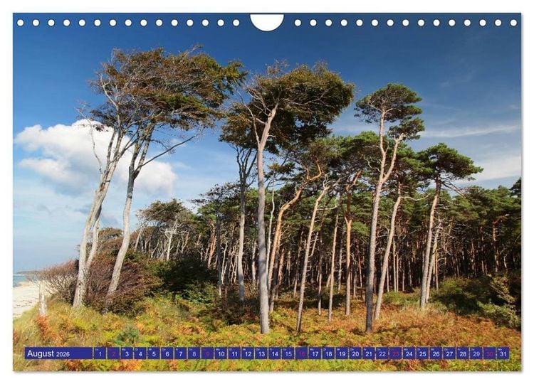 Produktbild: Weststrand Dar&szlig; (Wandkalender 2026 DIN A4 quer), CALVENDO Monatskalender
