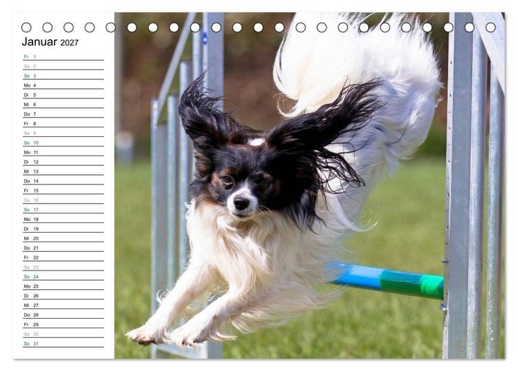 Produktbild: Agility - Sport und Spass (Tischkalender 2027 DIN A5 quer), CALVENDO Monatskalender