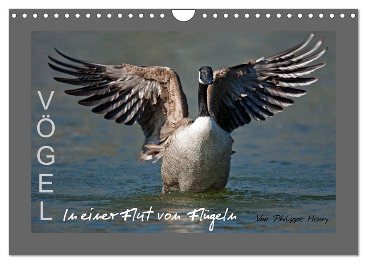 Produktbild: V&Ouml;GEL (Wandkalender 2026 DIN A4 quer), CALVENDO Monatskalender