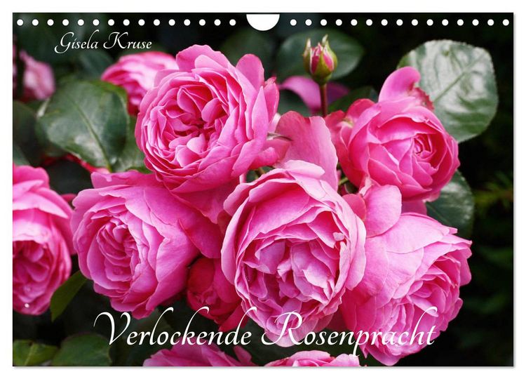 Produktbild: Verlockende Rosenpracht (Wandkalender 2026 DIN A4 quer), CALVENDO Monatskalender