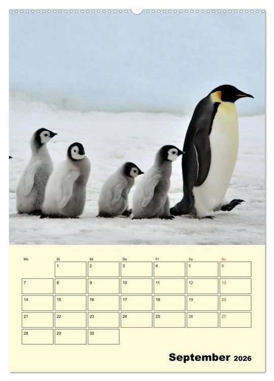 Produktbild: Pinguine. Wackeln im Thermo-Frack (hochwertiger Premium Wandkalender 2026 DIN A2 hoch), Kunstdruck in Hochglanz