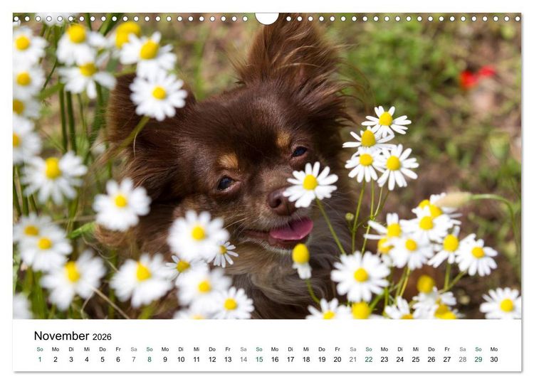 Produktbild: Chihuahuas - kleine Herzensbrecher (Wandkalender 2026 DIN A3 quer), CALVENDO Monatskalender