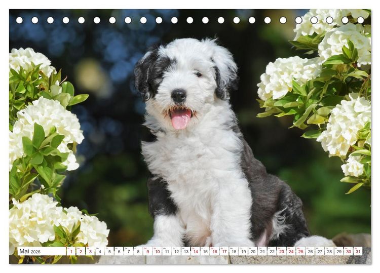 Produktbild: In der Kinderstube bei Familie Bobtail (Tischkalender 2026 DIN A5 quer), CALVENDO Monatskalender